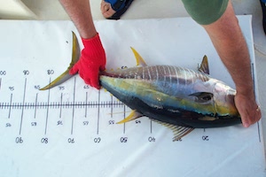 measuring a tuna