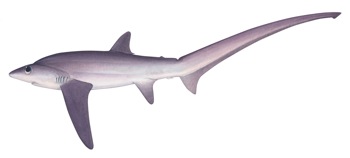 Bigeye Thresher Shark (Alopias superciliosus)